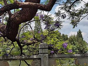 Kunming - Parc Cuihu - 29